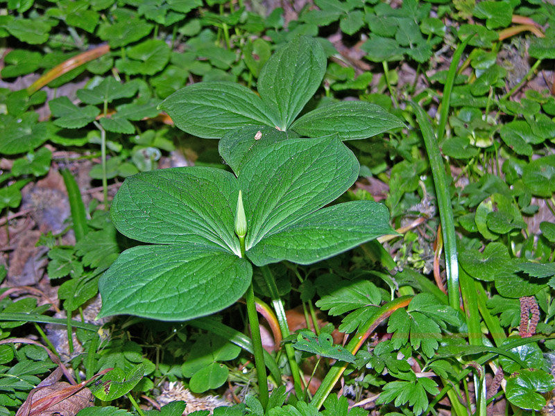 Paris quadrifolia / Erba crociona